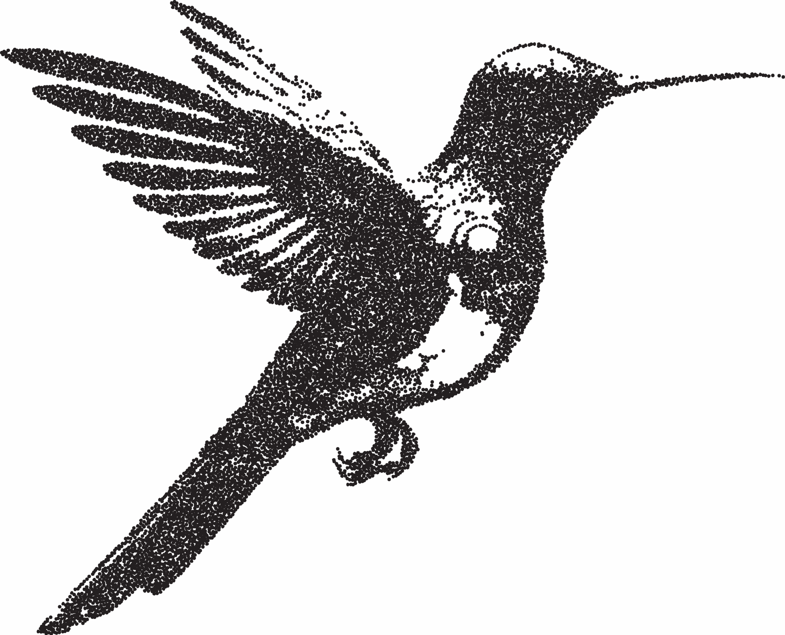 bird-edge