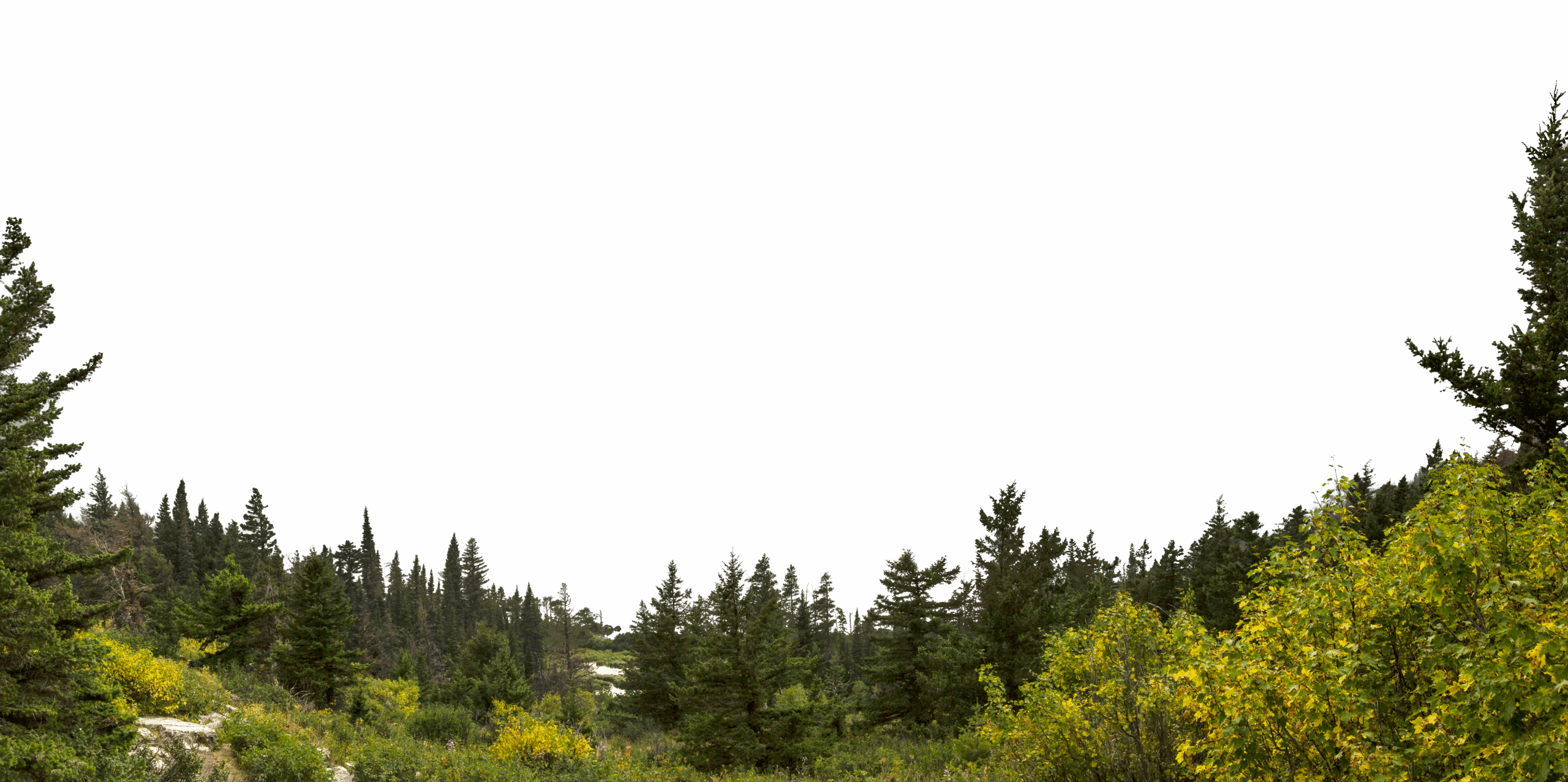 trees